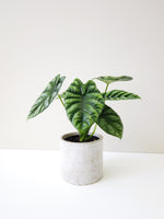 Load image into Gallery viewer, Alocasia Sinuata Delivered

