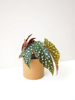 Load image into Gallery viewer, Begonia wightii pure form australia
