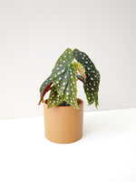 Load image into Gallery viewer, Begonia maculata wightii
