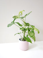 Load image into Gallery viewer, Syngonium mojito in a ceramic pot
