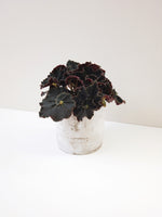 Load image into Gallery viewer, Begonia dark mambo in a ceramic pot
