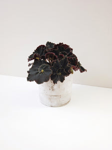 Begonia dark mambo in a ceramic pot