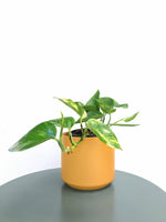 Load image into Gallery viewer, Devils Ivy &quot;Golden Pothos&quot;
