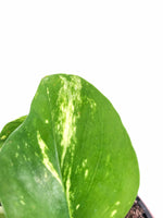Load image into Gallery viewer, Devils Ivy &quot;Golden Pothos&quot;
