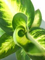 Load image into Gallery viewer, Dieffenbachia Mariana
