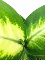 Load image into Gallery viewer, Dieffenbachia Mariana
