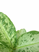 Load image into Gallery viewer, Dieffenbachia Snow
