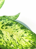 Load image into Gallery viewer, Dieffenbachia Starbright
