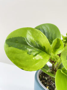 Peperomia Lime delivered