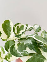 Load image into Gallery viewer, close up of a snow queen pothos
