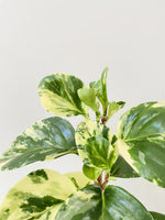 Load image into Gallery viewer, variegated Peperomia Obtusifolia close up
