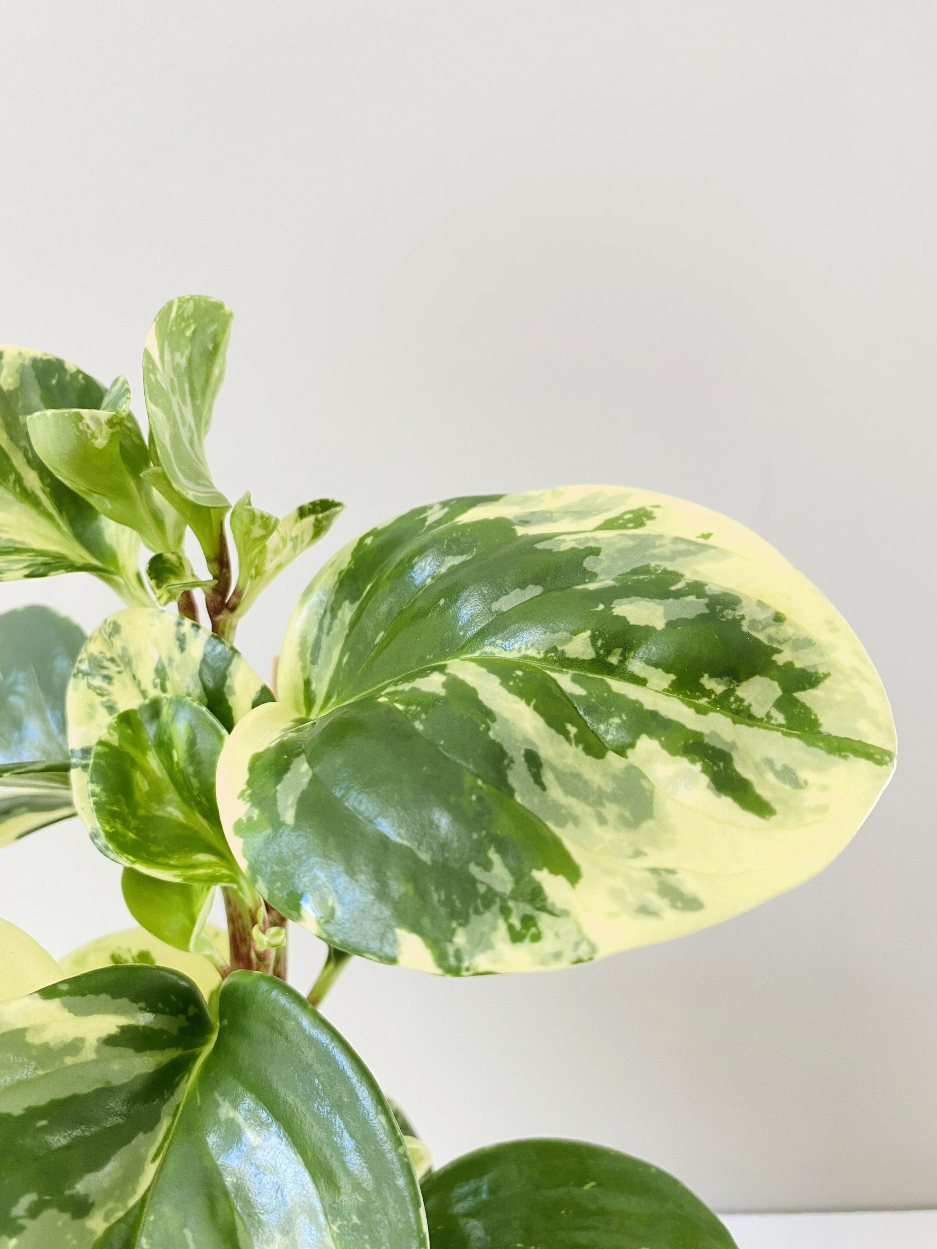 close up of a variegated rubber plant