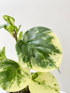 close up of a variegated peperomia