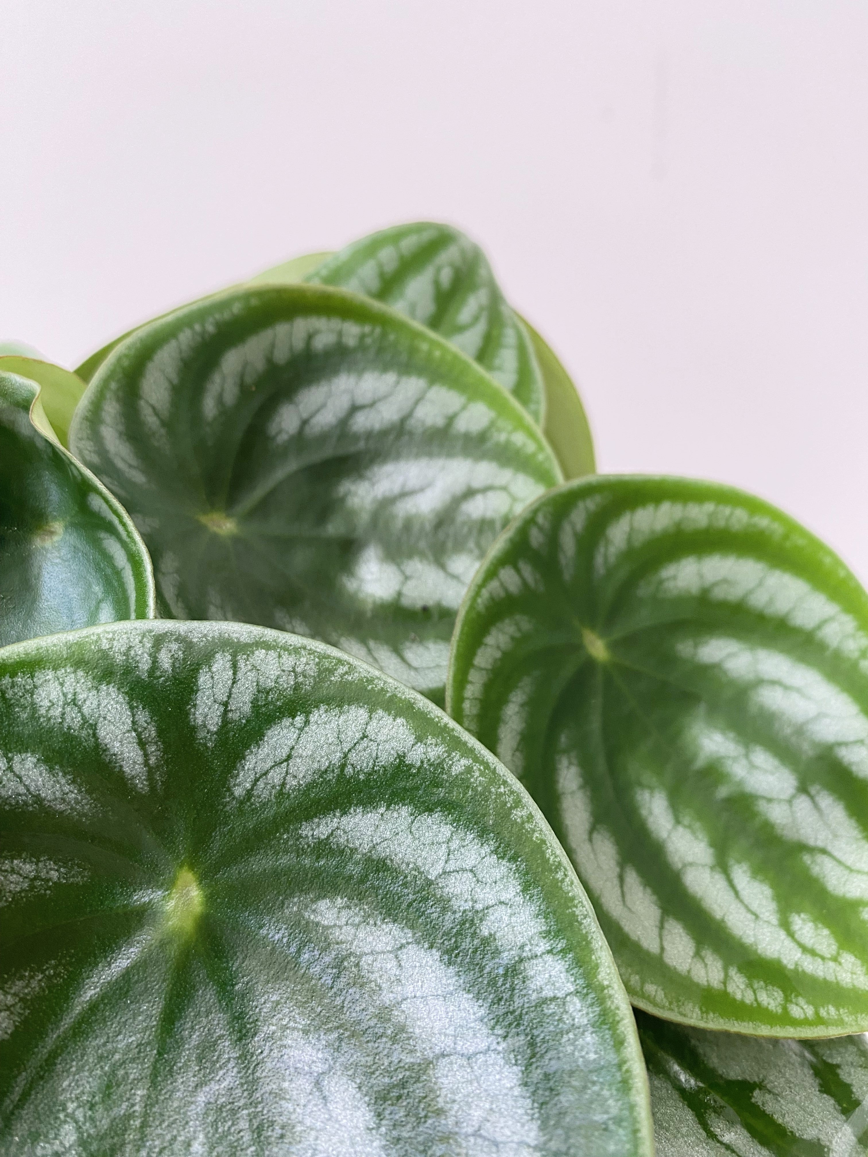 Close up of a peperomia Watermelon