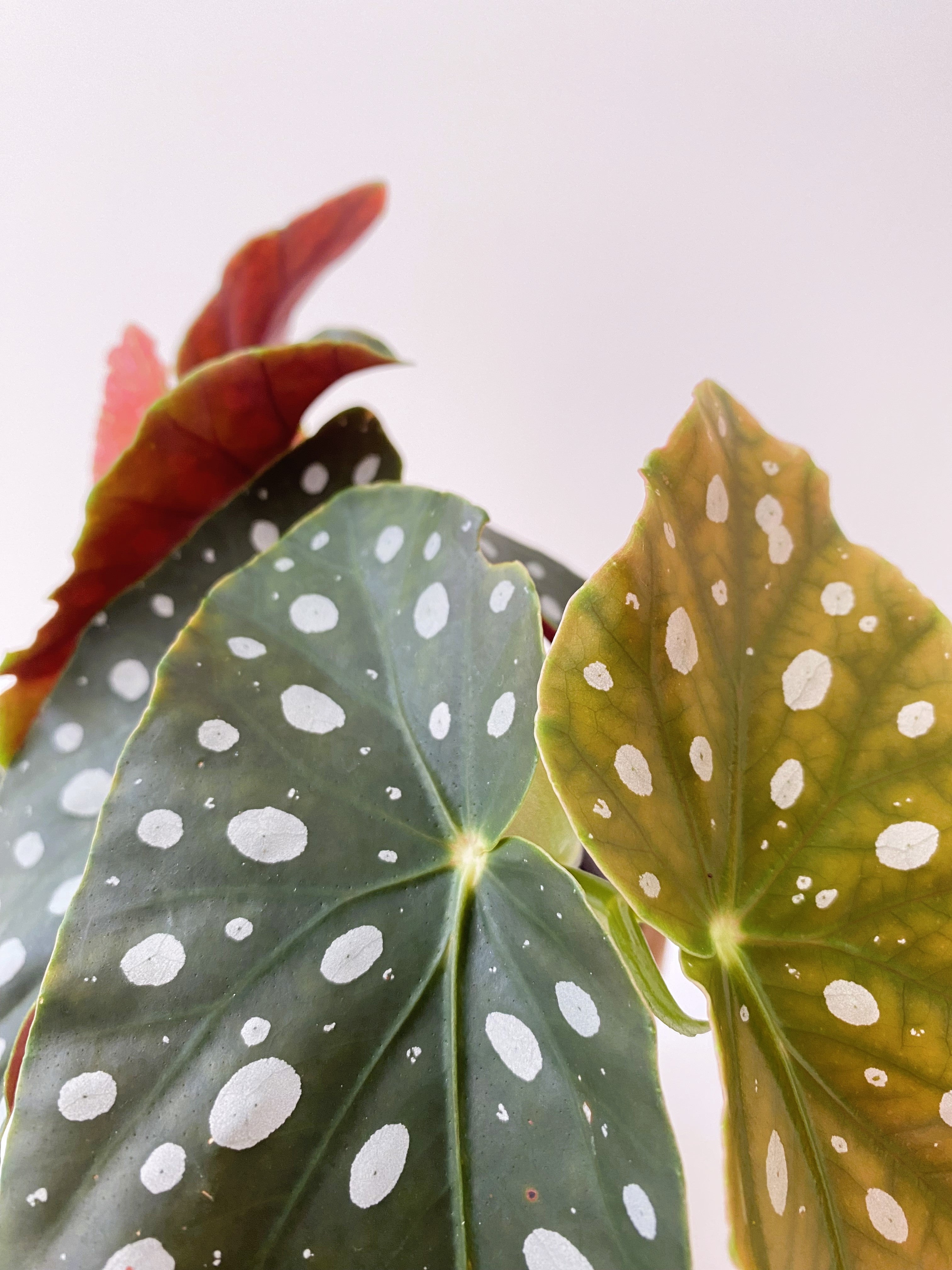 Close up of a begonia