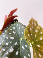 Load image into Gallery viewer, Close up of a begonia
