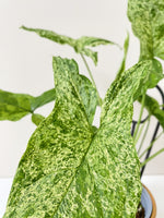 Load image into Gallery viewer, Close up of a syngonium mojito
