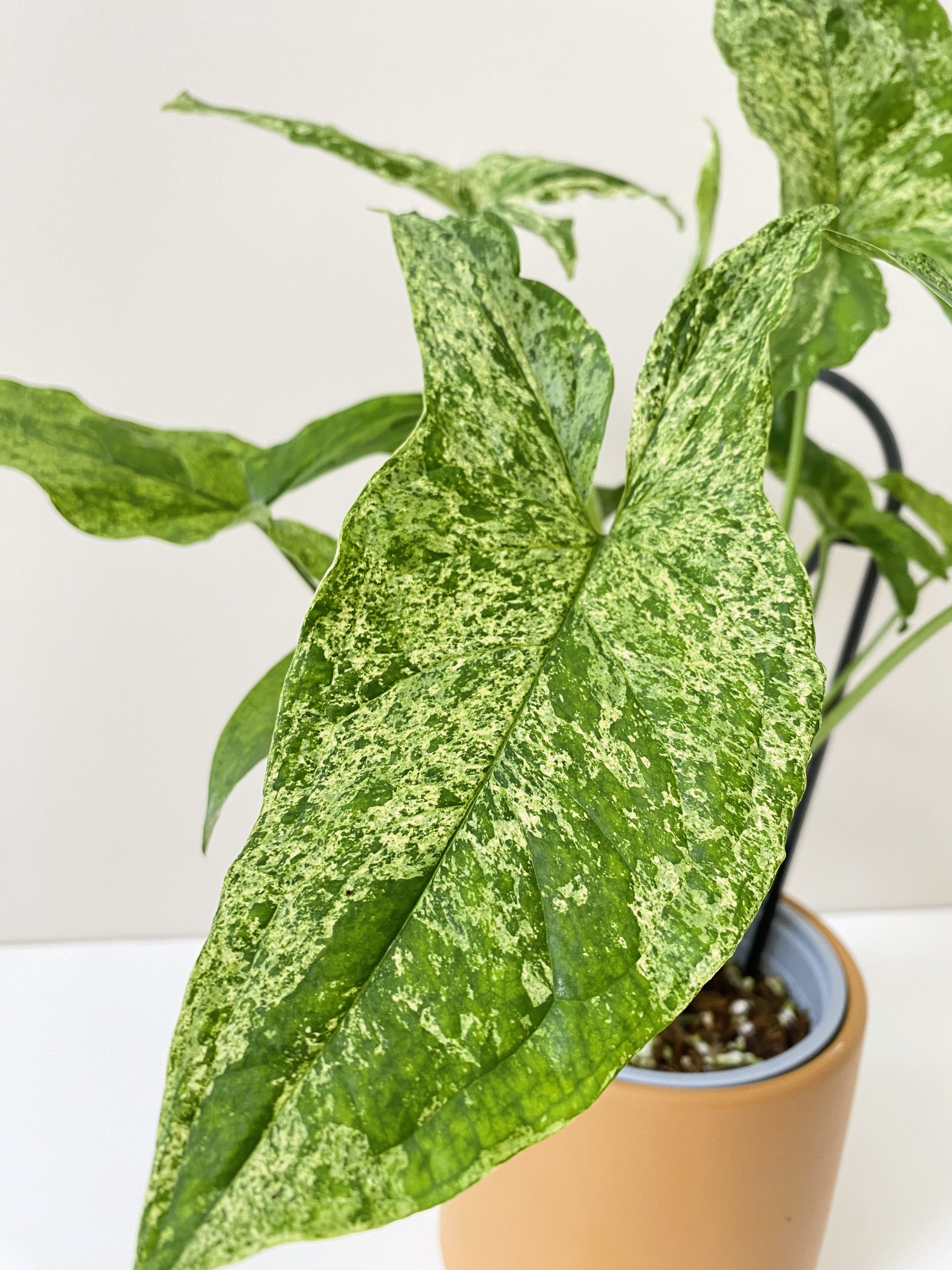 Close up of a variegated syngonium