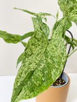 Load image into Gallery viewer, Close up of a variegated syngonium
