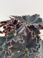 Load image into Gallery viewer, Close up of a begonia dark mambo
