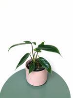 Load image into Gallery viewer, Rare philodendron Florida 
