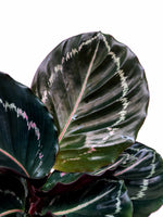 Load image into Gallery viewer, Calathea Jungle rose Large indoor plant delivered
