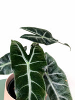 Load image into Gallery viewer, Alocasia Ebony Rare Alocasia Alocasia African mask Easy care Indoor plant Rare plant Australia Australia plant delivered Easy care Aroid Monstera Indoor Houseplant Collector plant Delivered potted plants Plant mail

