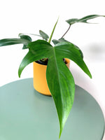 Load image into Gallery viewer, Easy care Philodendron Australia
