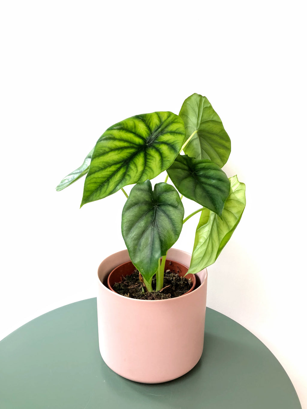 Indoor Plant Alocasia Green shield Clypeolata
