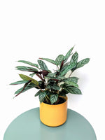 Load image into Gallery viewer, Large Ctenanthe Setosa grey star Prayer plant 
