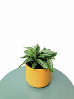 Load image into Gallery viewer, Calathea Vittata Calathea Elliptica Variegated Indoor plant
