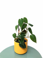 Load image into Gallery viewer, Large Velvet Philodendron Micans
