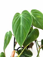 Load image into Gallery viewer, Velvet Aroid Australia Philodendron Micans
