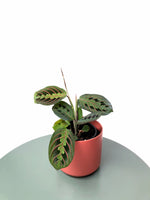 Load image into Gallery viewer, Maranta Red Vein &quot;Erythroneura&quot;
