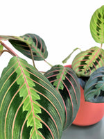 Load image into Gallery viewer, Maranta Red Vein &quot;Erythroneura&quot;
