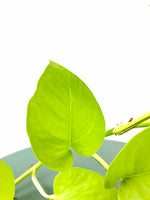 Load image into Gallery viewer, Very large Neon Pothos australia
