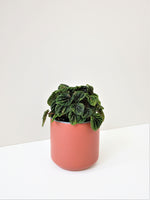 Load image into Gallery viewer, Peperomia Caperata &quot;Emerald Ripple Peperomia&quot;

