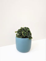 Load image into Gallery viewer, Peperomia Caperata &quot;Emerald Ripple Peperomia&quot;
