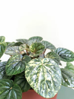 Load image into Gallery viewer, Variegated Houseplant Australia
