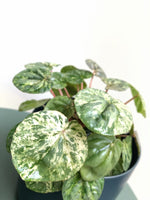 Load image into Gallery viewer, Variegated Pink peperomia
