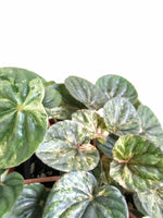 Load image into Gallery viewer, Peperomia Caperata Pink Lady Australia
