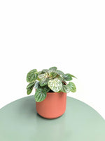 Load image into Gallery viewer, Peperomia Caperata Pink Lady 
