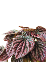 Load image into Gallery viewer, Peperomia Caperata Red &quot;Ripple Peperomia&quot;
