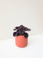 Load image into Gallery viewer, Peperomia Caperata Red &quot;Ripple Peperomia&quot;
