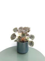 Load image into Gallery viewer, Peperomia Caperata Silver Beauty &quot;Ripple Peperomia&quot;
