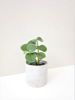 Load image into Gallery viewer, Peperomia Incana
