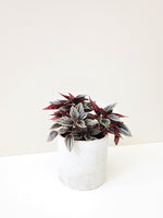 Load image into Gallery viewer, Peperomia Mendoza
