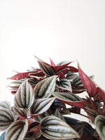 Load image into Gallery viewer, Peperomia Mendoza
