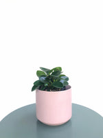 Load image into Gallery viewer, Peperomia Obtusifolia &quot;Peperomia Jade&quot;
