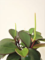 Load image into Gallery viewer, Peperomia Red Edge
